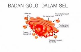 Maybe you would like to learn more about one of these? Fungsi Badan Golgi Pengertian Struktur Cara Kerjanya Lengkap