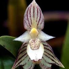 Image result for Bulbophyllum sandersonii