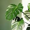 Vivaio mondo piante | vendita piante online per casa e giardino. Https Encrypted Tbn0 Gstatic Com Images Q Tbn And9gcsgkbwu03mufet7esq7qzqcl1yt6yzx80kixvkirqtwu6lmbvox Usqp Cau