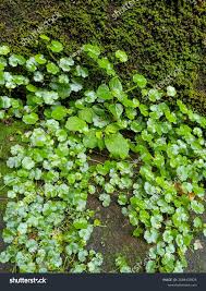 Image result for Hydrocotyle ranunculoides