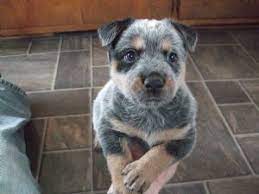 This makes it attractive for dog owners and puppy lovers giving them lots of outside time to roam and play. Australian Cattle Dog Puppies In Ohio