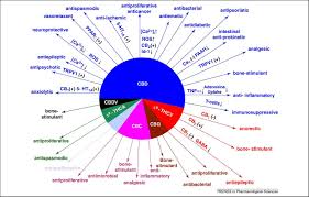 Cannabinoid System Cb1 Cb2 Receptors Health Effects