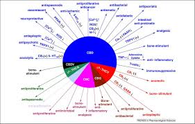 cannabinoid system cb1 cb2 receptors health effects