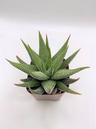 Image result for Haworthia
