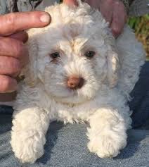 We are lagotto romagnolo breeders and we pride ourselves on raising healthy & beautiful dogs with sound temperaments. Pin On Animals