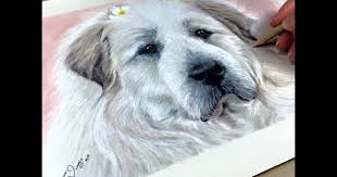 We are sure that due to our experiences you will 100% learn how to draw. Tutorial 3 How To Draw White Fur In Color Pencils Channel Sheldene Fine Art Youtube Animal Drawings Dog Drawing Illustration Art