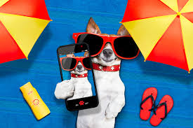 Fondos de pantalla creativos fondos de pantalla naturaleza fondos de pantalla del teléfono fondos de pantalla bonitos imagen fondo de mensajes de sarcasmo para los que me celan, critican y envidian. Fondos De Pantalla Perro Jack Russell Terrier Telefono Inteligente Gafas Fondo De Color Autofoto Selfi Selfy Divertido Animalia Descargar Imagenes