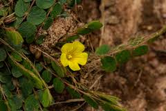 Image result for Biophytum crassipes