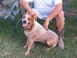 Vintage porcelain puppy dog figurine red heeler australian cattle dog homco 8828. Red Australian Cattle Dog Heeler Puppy For Sale For Sale In Bloomville South Carolina Classified Americanlisted Com