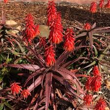 Image result for Aloe carnea