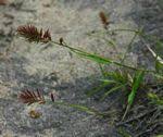 Image result for Eragrostis sclerantha