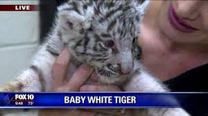 Baby White Tiger Youtube