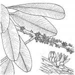 Image result for Englerophytum magalismontanum