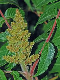 Image result for Anacardiaceae