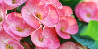 Check spelling or type a new query. 5 Tanaman Bunga Yang Cantik Tapi Berduri Halaman All Kompas Com