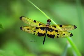 Black And Blue Dragonfly Yellow And Black Spots Dragonfly Colorful Dragonfly Dragonfly Photos Dragonfly
