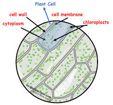 Maybe you would like to learn more about one of these? Plant Cell Closer Look At Science