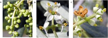 Image result for Oleaceae