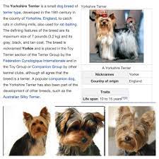 They maintain a charming, whimsical attitude well into. Pin By Maryjo Berrier On Dogs Small Dog Breeds Dog Breeds Small Dogs