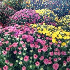 5 herbs that repel flies. 10 Plants That Repel Bugs Naturally Countryside