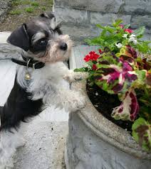 Black And White Parti Mini Schnauzer Micro Teacup Schnauzer Puppies For Sale This Is Rowdy He Is A Black And White Parti Itty Bitty Schnauzer He Is Schnauzer Puppy Puppies Mini Schnauzer
