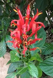 Image result for Kohautia cynanchica