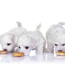 The Diets For Maltese Dogs