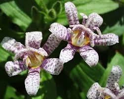 Image result for Tricalysia kivuensis