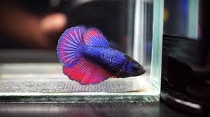 Original painting of a pink and blue beta fish. Live Betta Fish Female Blue Super Pink Halfmoon Hm 1086 Youtube