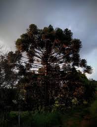 Image result for Morinda asteroscepa