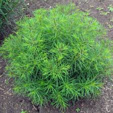 Image result for Vernonia sutherlandii