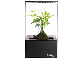 If you want to liven up your living space with this fashionable mini garden can comfortably fit up to three potted plants and will look fantastic in any room of your home. Ecoqube Air Decorative Hydroponics Indoor Herb Home Garden Kit With Led Grow Light Basil Seeds And True Hepa Type Filter Air Purifier Buy Online In Antigua And Barbuda At Antigua Desertcart Com Productid