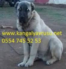 Yavru Kangal Fiyatlari Ilanlari Ikinci El Alisveris 2 El Seri Ilan