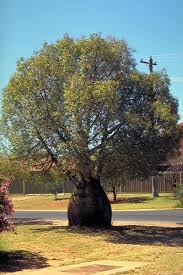 Image result for Brachychiton