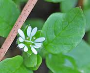 Image result for Ornithogalum flexuosum
