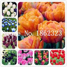 100 Pcs Tulip Flower Tulip Agesneriana Aromatic Flower Potted Plants Most Beautiful Colorful Tulip Plants Perenni Planting Tulips Perennial Garden Flower Pots