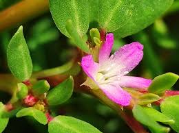 Image result for Trianthema salsoloides