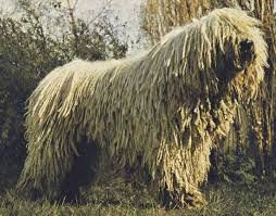 This Is A Komindor One Of The Larger Breeds Of Dog It Is Covered With White Curly Hair Resembling Dreadlocks Contrary Loyal Dog Breeds Dog Breeds Loyal Dogs