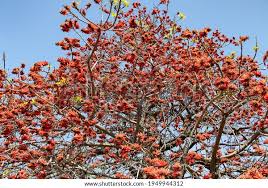 Image result for Erythrina × coddii