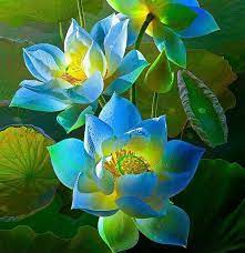 We did not find results for: Most Beautiful Flower In The World Home Facebook