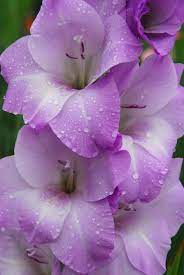Warm Weather Warm Soil Plant Bulbs Beautiful Flowers Pretty Flowers Flowers