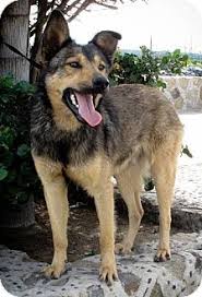 This Is Sebastian Australian Cattle Dog And German Shepherd Mix Very Smart Good With Kids And Oth Australian Cattle Dog Mix Cattle Dogs Mix Shepherd Dog Mix