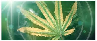 Maybe you would like to learn more about one of these? How To Fix And Prevent Yellow Cannabis Leaves Cannaconnection Com