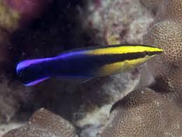 The hawaiian cleaner wrasse or golden cleaner wrasse (labroides phthirophagus), is a species of wrasse (genus labroides) found in the waters surrounding the hawaiian islands. Hawaiian Cleaner Wrasse Alchetron The Free Social Encyclopedia