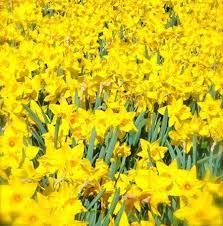 Field Of Yellow Daffodils Daffodils Are The Flower For March And Represent Chivalry In The Language Of Flowers Yellow Daffodils Daffodil Day Daffodils