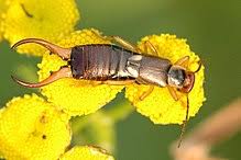 The average life span of the earwigs, regardless of gender, is about a year, which is quite a lot for insects. Earwig Wikipedia