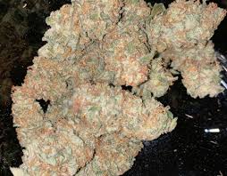 Super Sour Orange Aka Kel S Orange Soda Equilibrium Genetics