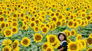 Yups bunga matahari atau sunflower adalah salah satu tanaman. 5 Kebun Bunga Matahari Terbaik Di Indonesia Cocok Buat Pecinta Selfie Tribun Travel