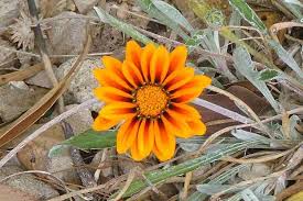 The brilliant blossoms close at night and in cloudy weather. Gazania Rigens
