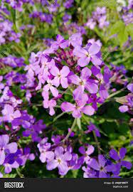This plant has approximately seven inch long ovate leaves, bell shaped purple and green flowers, and green berries that ripen to a black color. Small Purple Flowers Image Photo Free Trial Bigstock